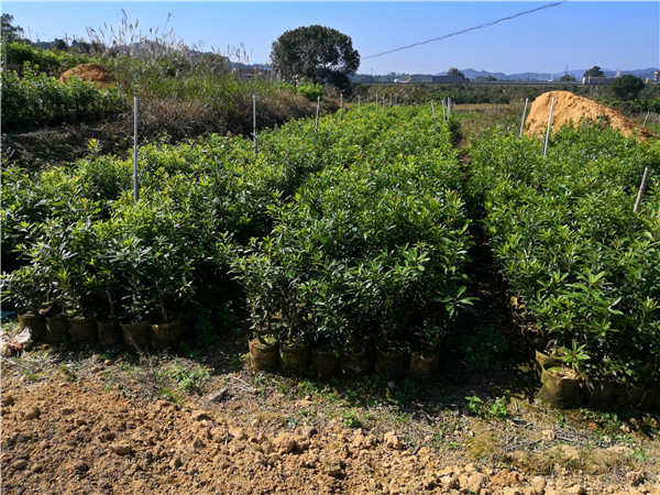 30直徑營(yíng)養(yǎng)杯楊梅苗